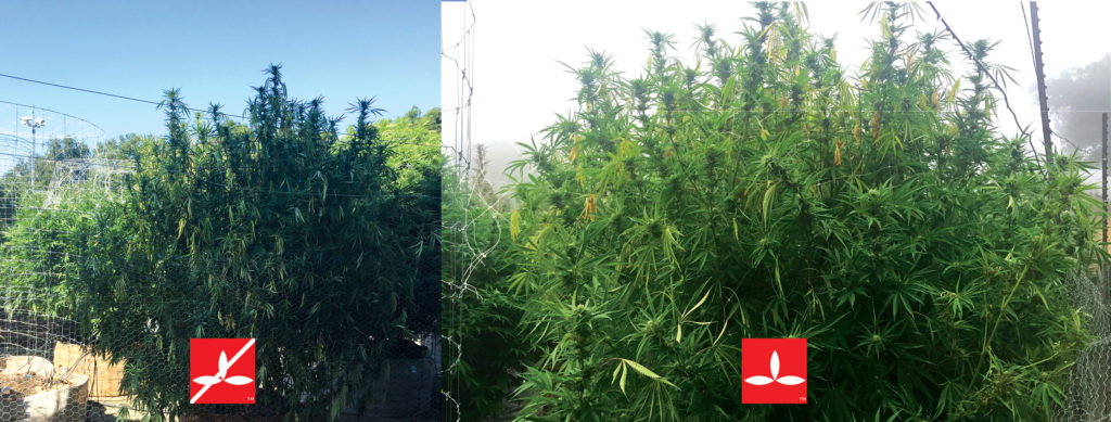 Before andAfter Picture wtih Magnation - Canna Plant